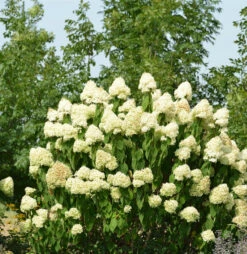 Rispenhortensie Skyfall 60-80cm - Hydrangea Paniculata