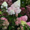 Rispenhortensie Strawberry Blossom®125-150cm - Hydrangea Paniculata -Hortensies Geschaft Hydrangea paniculata Strawberry Blossom 1 1 1