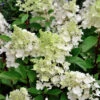 Rispenhortensie Sugar Rush 40-60cm - Hydrangea Paniculata -Hortensies Geschaft Hydrangea paniculata Sugar Rush