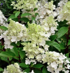 Rispenhortensie Sugar Rush 40-60cm - Hydrangea Paniculata