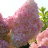 Hochstamm Rispenhortensie Sunday Fraise® 60-80cm - Hydrangea Paniculata -Hortensies Geschaft Hydrangea paniculata SundayFraise