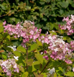 Rispenhortensie Switch Ophelia 40-60cm - Hydrangea Paniculata
