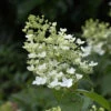 Rispenhortensie Unique 80-100cm - Hydrangea Paniculata -Hortensies Geschaft Hydrangea paniculata Unique 1 1 1 1