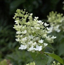 Rispenhortensie Unique 80-100cm - Hydrangea Paniculata