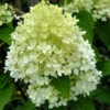 Rispenhortensie Whitelight 60-80cm - Hydrangea Paniculata -Hortensies Geschaft Hydrangea paniculata Whitelight