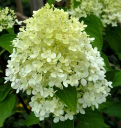 Rispenhortensie Whitelight 60-80cm - Hydrangea Paniculata