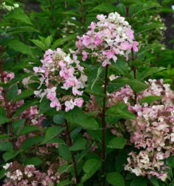 Hochstamm Rispenhortensie Wims Red 80-100cm - Hydrangea Paniculata