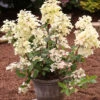 Rispenhortensie Wims Red 60-80cm - Hydrangea Paniculata -Hortensies Geschaft Hydrangea paniculata WimsRed