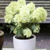 Rispenhortensie Bobo® 40-60cm - Hydrangea Paniculata