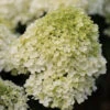 Hochstamm Rispenhortensie Bobo® 80-100cm - Hydrangea Paniculata 1 Hochstamm Rispenhortensie Bobo® 80-100cm - Hydrangea Paniculata -Hortensies Geschaft Hydrangea paniculataBobo Stamm
