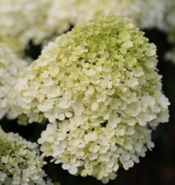 Hochstamm Rispenhortensie Bobo® 80-100cm - Hydrangea Paniculata
