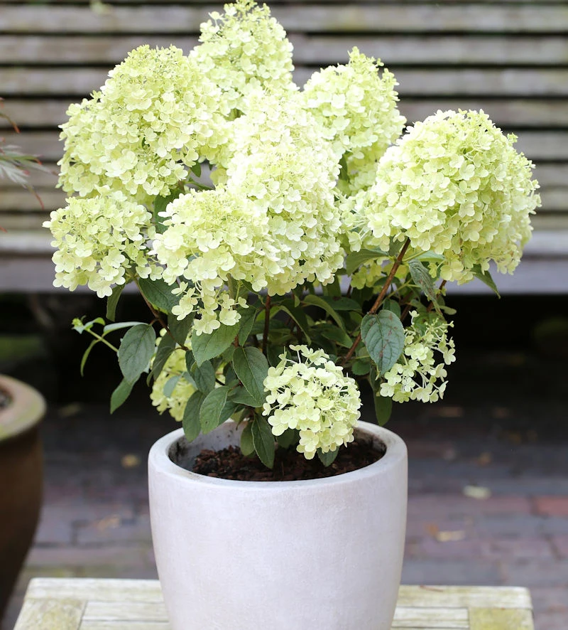 Rispenhortensie Bobo® 40-60cm - Hydrangea Paniculata 3 Rispenhortensie Bobo® 40-60cm - Hydrangea Paniculata