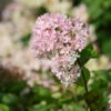 Rispenhortensie Bombshell 40-60cm - Hydrangea Paniculata -Hortensies Geschaft Hydrangea paniculataBombshell