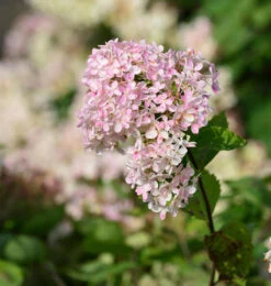 Rispenhortensie Bombshell 40-60cm - Hydrangea Paniculata