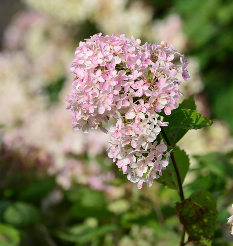 Rispenhortensie Bombshell 40-60cm - Hydrangea Paniculata 3 Rispenhortensie Bombshell 40-60cm - Hydrangea Paniculata