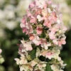 Rispenhortensie Confetti 40-60cm - Hydrangea Paniculata -Hortensies Geschaft Hydrangea paniculataConfetti 1