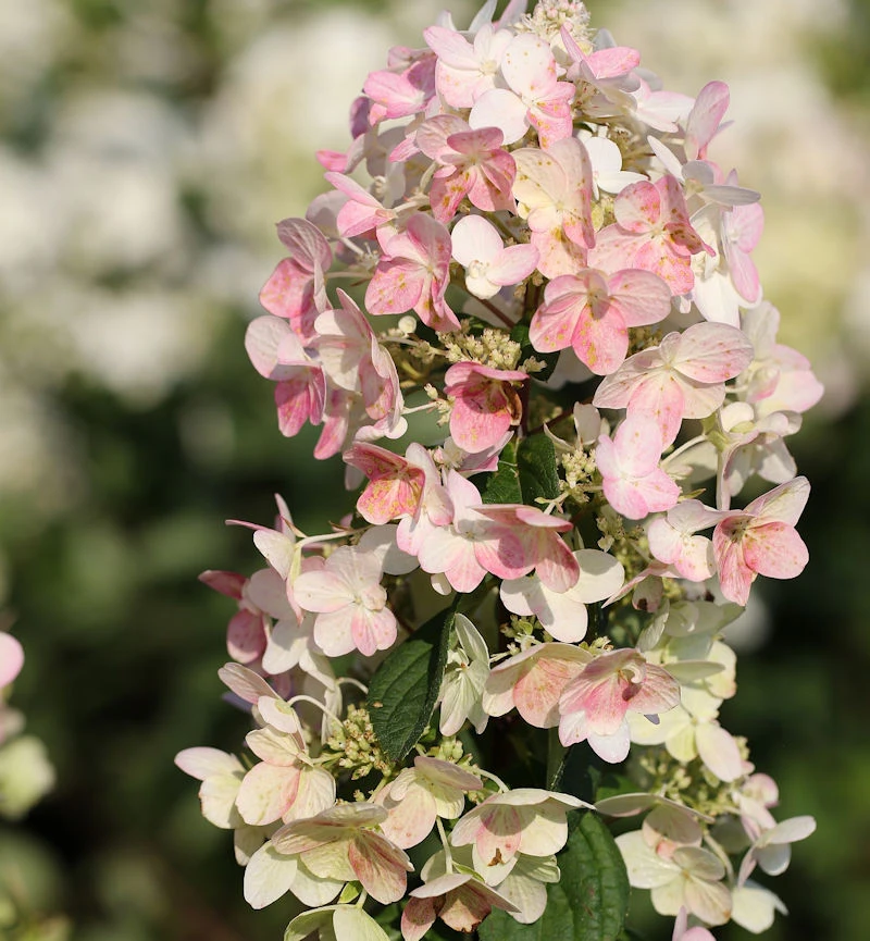 Rispenhortensie Confetti 40-60cm - Hydrangea Paniculata 3 Rispenhortensie Confetti 40-60cm - Hydrangea Paniculata