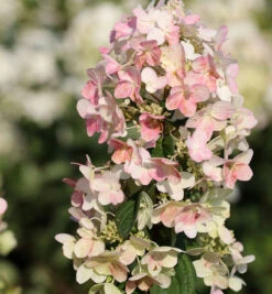 Rispenhortensie Confetti 80-100cm - Hydrangea Paniculata