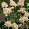 Hochstamm Rispenhortensie Grandiflora 100-125cm - Hydrangea Paniculata 2 Hochstamm Rispenhortensie Grandiflora 100-125cm - Hydrangea Paniculata -Hortensies Geschaft Hydrangea paniculataGrandiflora 2