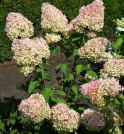 Hochstamm Rispenhortensie Grandiflora 100-125cm - Hydrangea Paniculata