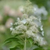 Rispenhortensie Kyushu 60-80cm - Hydrangea Paniculata