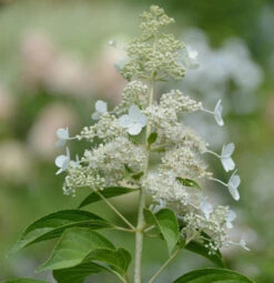 Rispenhortensie Kyushu 60-80cm - Hydrangea Paniculata