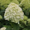 Hochstamm Rispenhortensie Limelight® 60-80cm - Hydrangea Paniculata 1 Hochstamm Rispenhortensie Limelight® 60-80cm - Hydrangea Paniculata -Hortensies Geschaft Hydrangea paniculataLimelight 2
