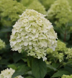 Hochstamm Rispenhortensie Limelight® 60-80cm - Hydrangea Paniculata