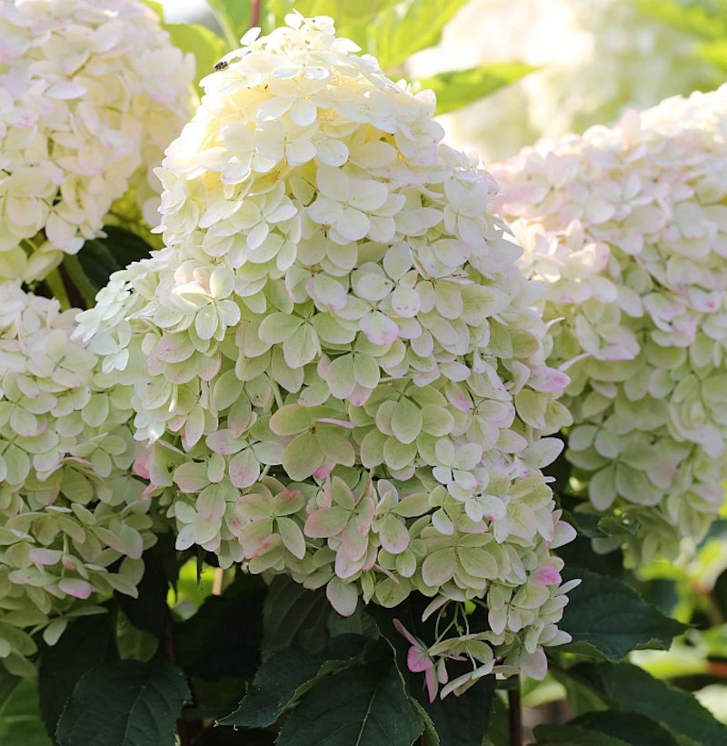 Rispenhortensie Phantom 30-40cm - Hydrangea Paniculata 3 Rispenhortensie Phantom 30-40cm - Hydrangea Paniculata