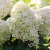 Hochstamm Rispenhortensie Phantom 60-80cm - Hydrangea Paniculata -Hortensies Geschaft Hydrangea paniculataPhantom