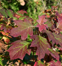 Eichenblättrige Hortensie Alice 60-80cm - Hydrangea Quercifolia