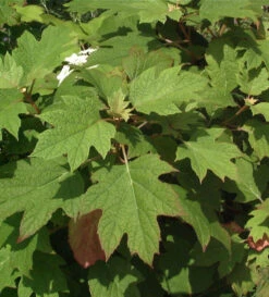 Eichenblättrige Hortensie Amethyst 30-40cm - Hydrangea Quercifolia