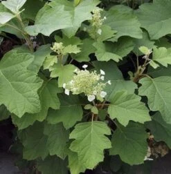 Eichenblättrige Hortensie Burgundy 30-40cm - Hydrangea Quercifolia