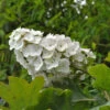 Eichenblättrige Hortensie Snow Queen 30-40cm - Hydrangea Quercifolia -Hortensies Geschaft Hydrangea quercifolia Snow Queen