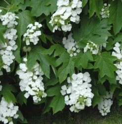 Eichenblättrige Hortensie Snowflake 80-100cm - Hydrangea Quercifolia