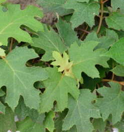 Eichenblättrige Hortensie Peewee 30-40cm - Hydrangea Quercifolia