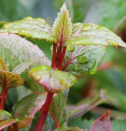 Spalthortensie Rose Sensation 80-100cm - Hydrangea Schizophragma
