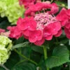 Teller Hortensie Cotton Candy® 40-60cm - Hydrangea Serrata -Hortensies Geschaft Hydrangea serrata CottonCandy 1