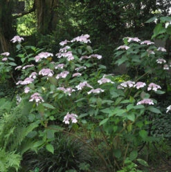 Teller Hortensie Omacha 30-40cm - Hydrangea Serrata
