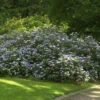 Teller Hortensie Summer Glow 30-40cm - Hydrangea Serrata -Hortensies Geschaft Hydrangea serrata Summer Glow