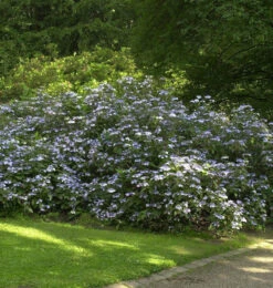 Teller Hortensie Summer Glow 30-40cm - Hydrangea Serrata