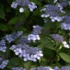 Teller Hortensie Bluebird 40-50cm - Hydrangea Serrata -Hortensies Geschaft Hydrangea serrataBluebird