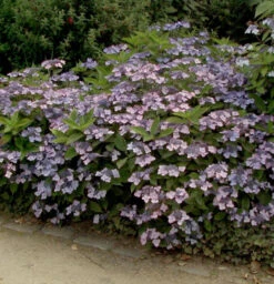 Teller Hortensie Koreana 40-60cm - Hydrangea Serrata