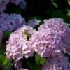 Teller Hortensie Preziosa 60-80cm - Hydrangea Serrata