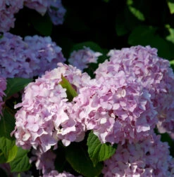 Teller Hortensie Preziosa 40-60cm - Hydrangea Serrata