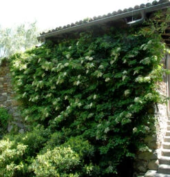 Kletter Hortensie 80-100cm - Hydrangea Petiolaris