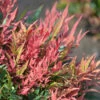 Himmelsbambus Blush Pink 30-40cm - Nandina Domestica