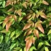 Himmelsbambus Firepower 60-80cm - Nandina Domestica -Hortensies Geschaft Nandina domestica Firepower BLWS098621 1
