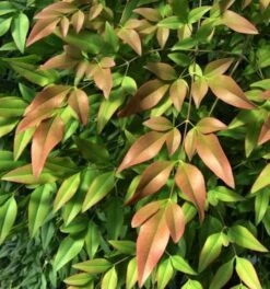 Himmelsbambus Firepower 60-80cm - Nandina Domestica