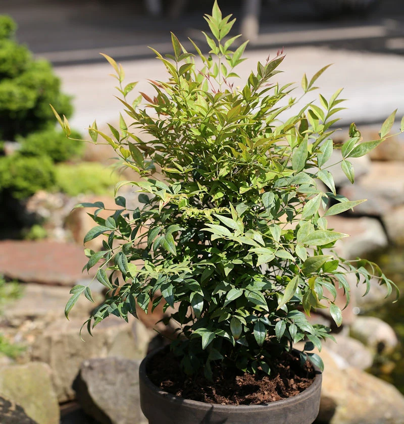 Himmelsbambus Gulf Stream 20-30cm - Nandina Domestica 2 Himmelsbambus Gulf Stream 20-30cm - Nandina Domestica